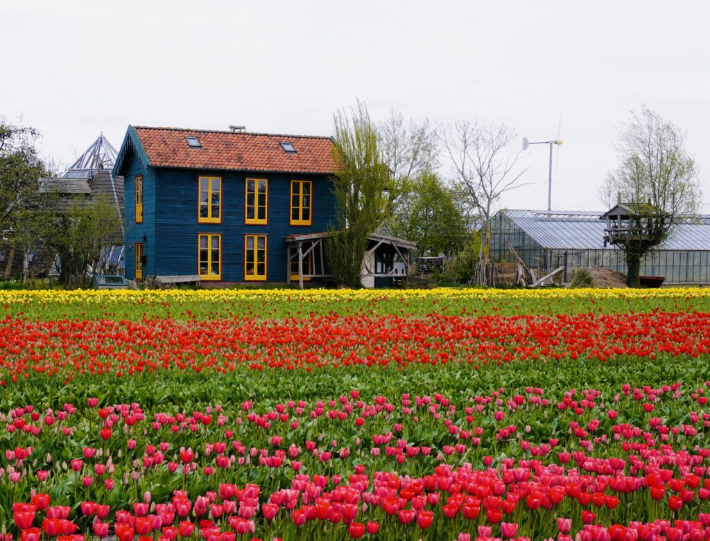 A vibrant tulip field in front of a blue farmhouse with yellow-trimmed windows in the Netherlands, surrounded by trees and greenhouses.
