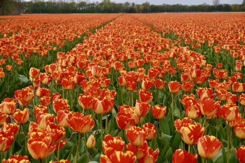 A wide field of vibrant red and yellow tulips stretching to the horizon in the Netherlands, with rows forming natural paths between the flowers.