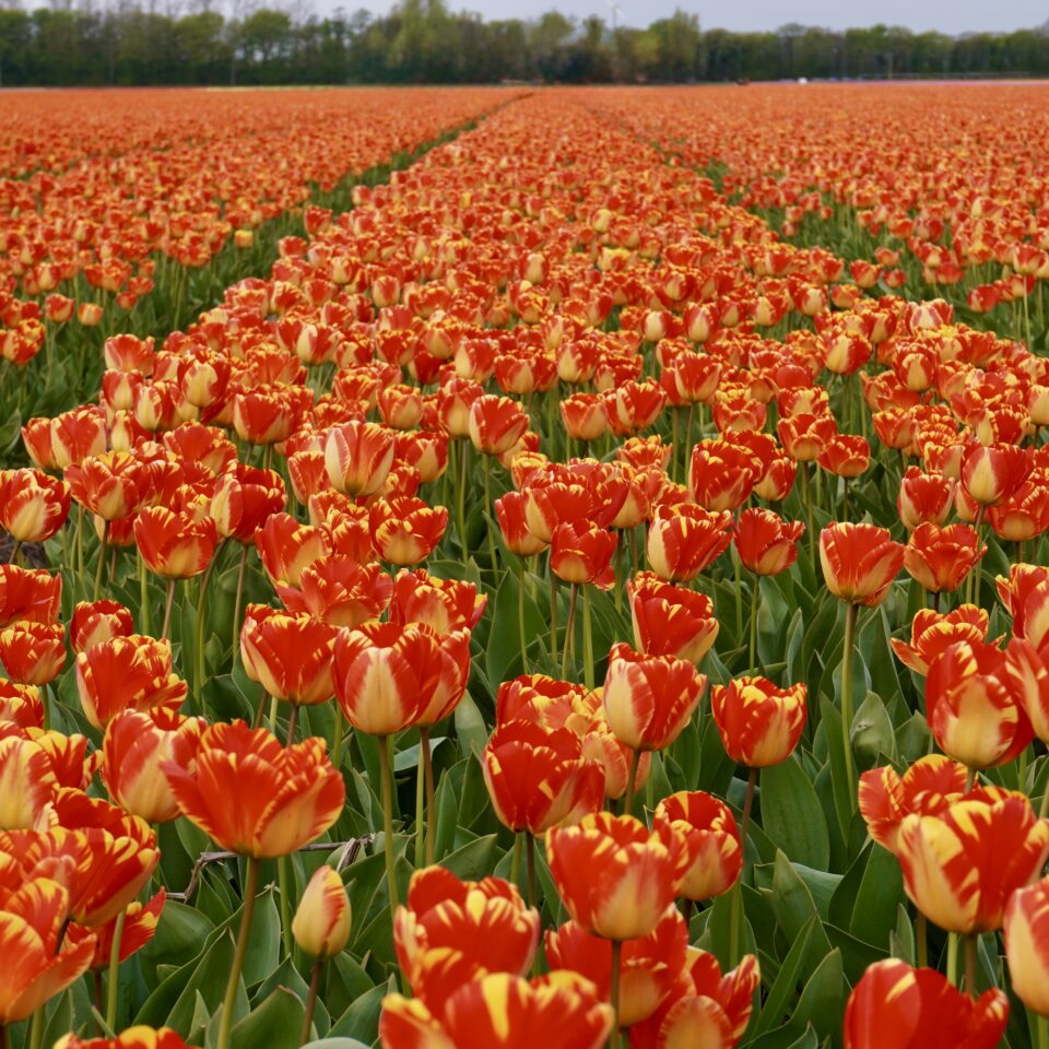 A wide field of vibrant red and yellow tulips stretching to the horizon in the Netherlands, with rows forming natural paths between the flowers.