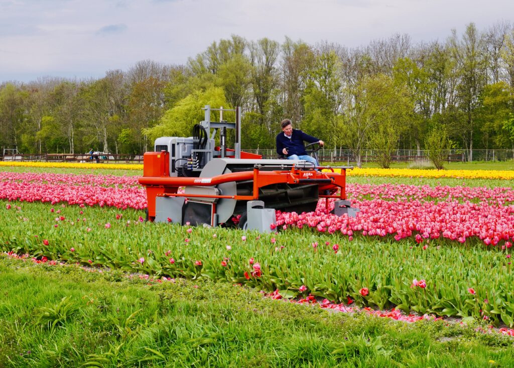 A tulip grower drives a red tulip-topping machine through a colorful flower field in the Netherlands, cutting off tulip blooms to strengthen the bulbs.