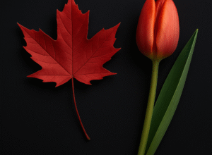 A vivid Canadian maple leaf and a red tulip rest side by side on a dark background, representing the Netherlands-Canada connection.